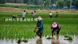 滨州月季花基地在哪里,武汉苗木批发市场在哪里