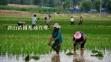 眉山苗圃基地在哪,请问永州哪里有种植水果苗基地？