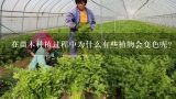 在苗木种植过程中为什么有些植物会变色呢?