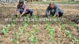 伊春云杉苗木基地采用哪种种植方式?