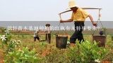 锦轩苗木基地种植的红枫有无特殊要求?