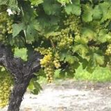 如何提高葡萄的产量