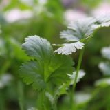 芹菜催芽技术