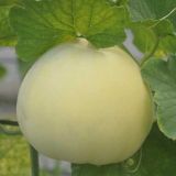 香瓜种子价格及种植方法