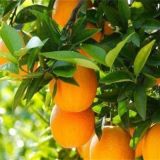 褚橙的种植技术