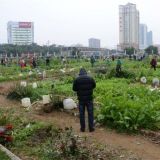 生菜高产施肥技术