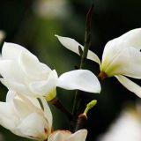 白玉兰花语是什么？