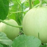 香瓜高产栽培技术