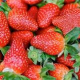 草莓的增甜技术