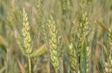 小麦种子价格及种植方法