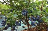 蓝莓种植的注意事项