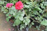 蔷薇苗价格及种植方法