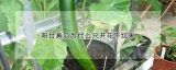 阳台黄瓜为什么只开花不结果