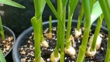 大蒜种植方法
