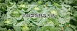 大白菜的移栽方法