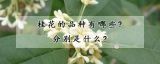 桂花的品种有哪些?分别是什么?