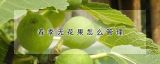 春季无花果怎么管理