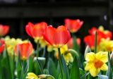 郁金香什么时候开花，赏花期3月-5月