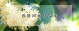 菩提树长什么样