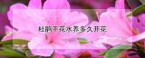 杜鹃干花水养多久开花