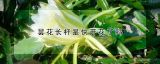 昙花长杆是快开花了吗