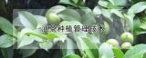 油茶种植管理技术