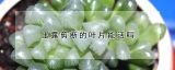 玉露剪断的叶片能活吗