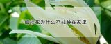 缅桂花为什么不能种在家里