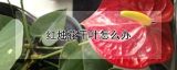 红烛花干叶怎么办