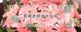 感谢老师送什么花