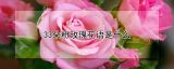 33朵粉玫瑰花语是什么