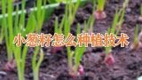 小葱籽怎么种植技术