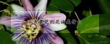 百香果花的花语是什么