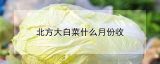 北方大白菜什么月份收