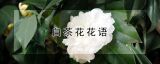 白茶花花语