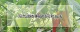 阳台甜椒种植时间和方法