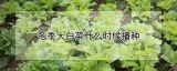 冬季大白菜什么时候播种