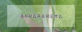 滴水观音开花预示什么