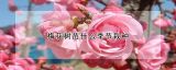 梅花树苗什么季节栽种