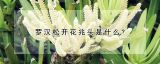 罗汉松开花兆头是什么?