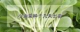 小油菜种子几天出苗