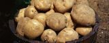 土豆管理和增产方法