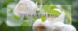 33朵白玫瑰花语是什么