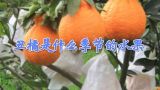 丑橘是什么季节的水果