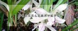 野生兰花怎么在家养才能开花