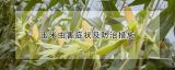 玉米虫害症状及防治措施