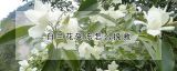 白兰花受冻怎么挽救