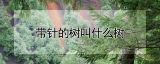 带针的树叫什么树