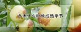 冬枣什么时候成熟季节