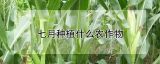 七月种植什么农作物